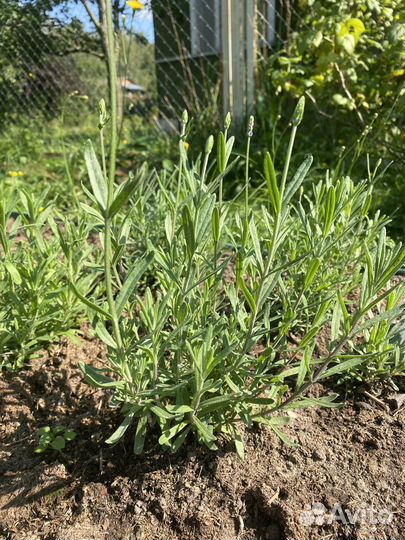 Лаванда узколистная