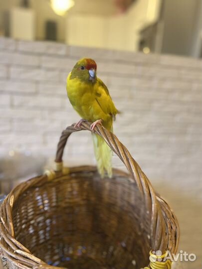 Попугай какарик