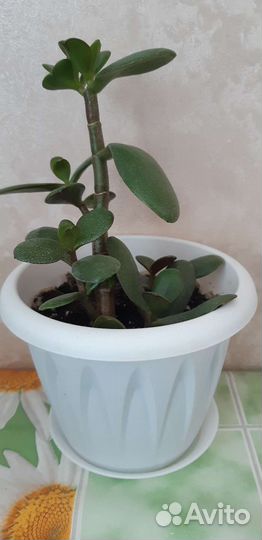 Толстянка денежное дерево