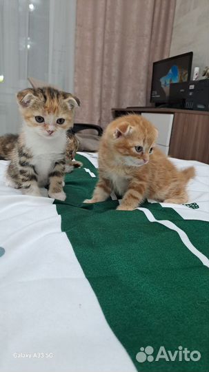 Шотландская вислоухая