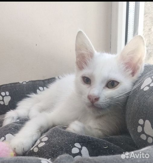 Котёнок девочка Снежа в добрые руки бесплатно