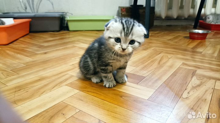 Шотландские котята