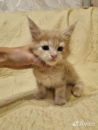 Котята мейн-кун полидакт девочки и мальчики