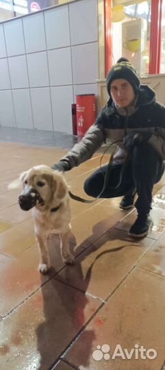 Выгул собак