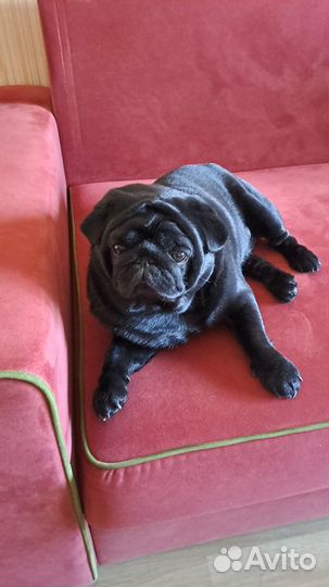 Мопс кобель вязка