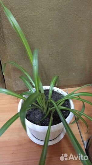 Цветы комнатные в горшках