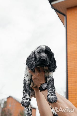 Собака русский спаниель 2 месяца объявление продам