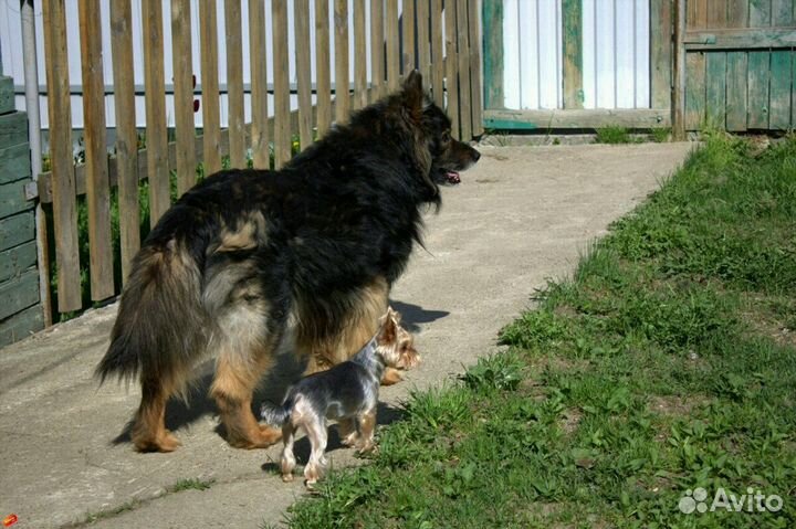 Вызов ветеринарного врача на дом