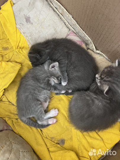 Котята в добрые руки