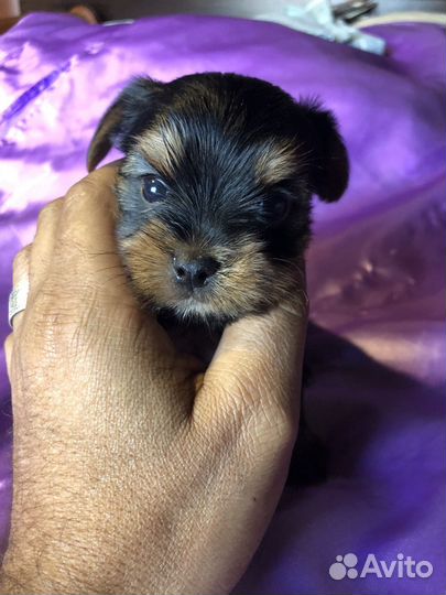 Йоркширский терьер