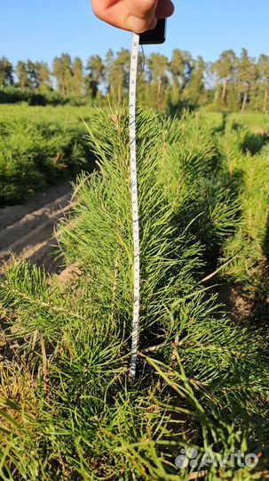 Саженцы сосны обыкновенной окс