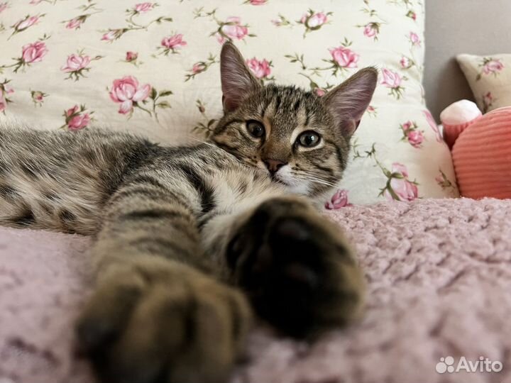 Кот 8 месяцев