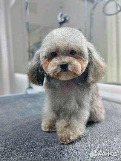 Стрижка животных