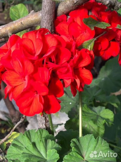 Пеларгония герань