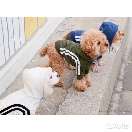 Толстовка Puppy Angel