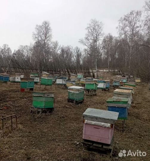 Пчелосемьи