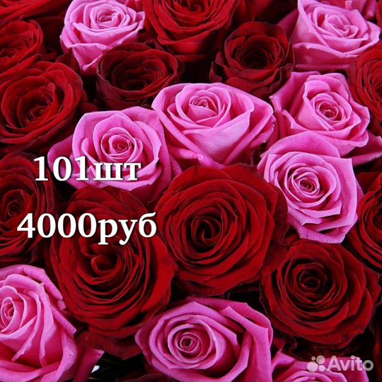 Свежие цветы хризантемы розы Тольятти Доставка
