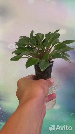 Фиалка сортовая Rob's Cool Fruit и неизвестная