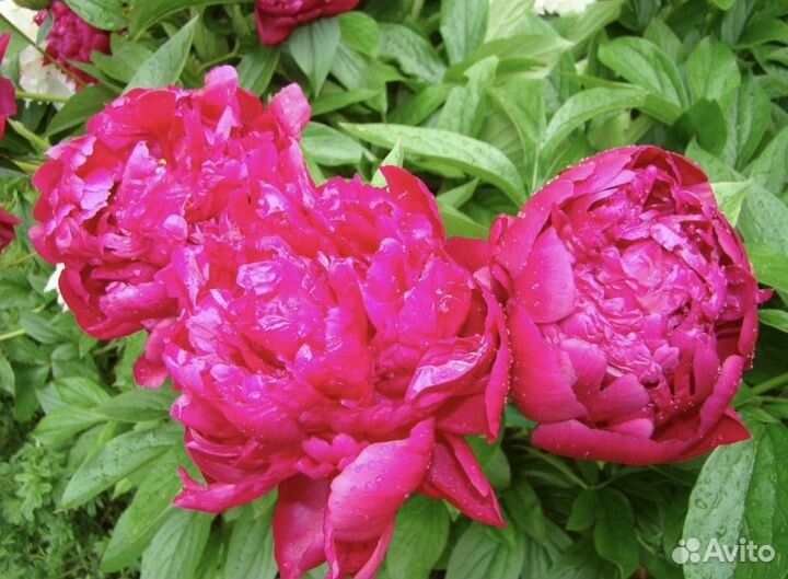 Пионы саженцы