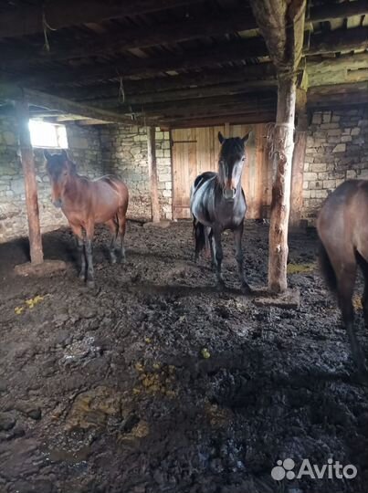 Лошади кабылы