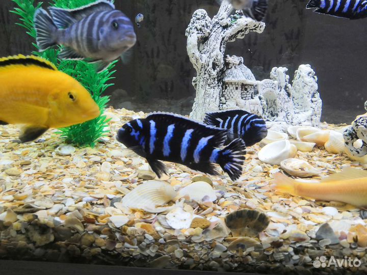 Цихлиды демасони