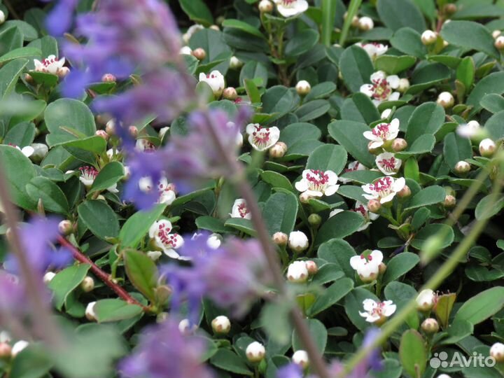 Кизильник почвопокровный Дамера