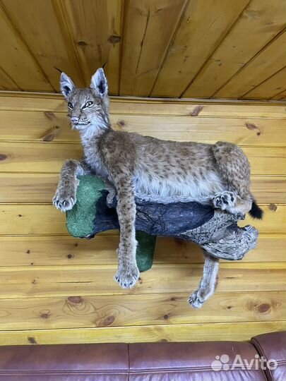 Имитация (рысь чучело)