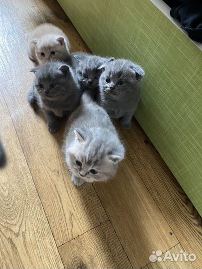 Британские вислоухие котята