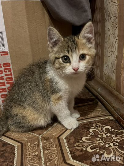 Котята бесплатно