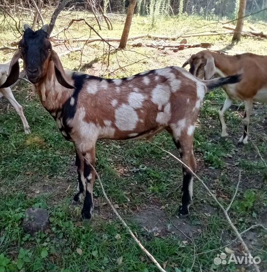 Коза нубийская