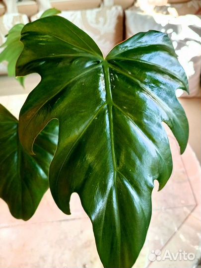 Филодендрон Лацерум