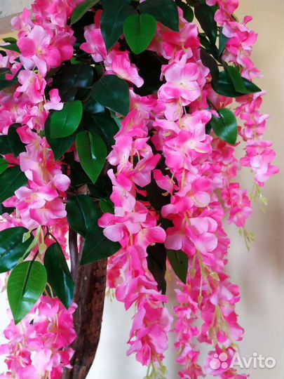 Фикус цветущий