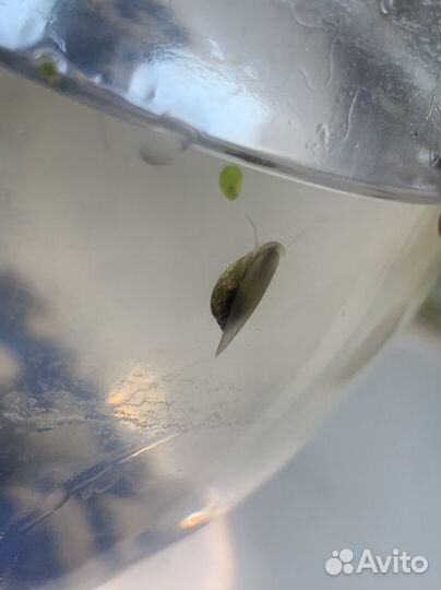 Улитки аквариумные