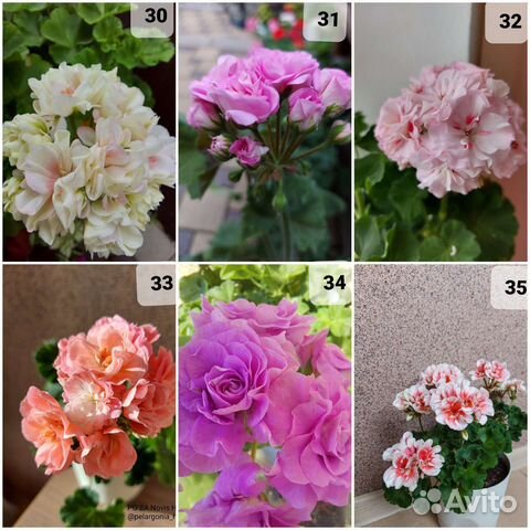 Пеларгония