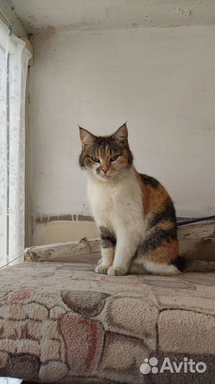 Кошки в добрые руки бесплатно