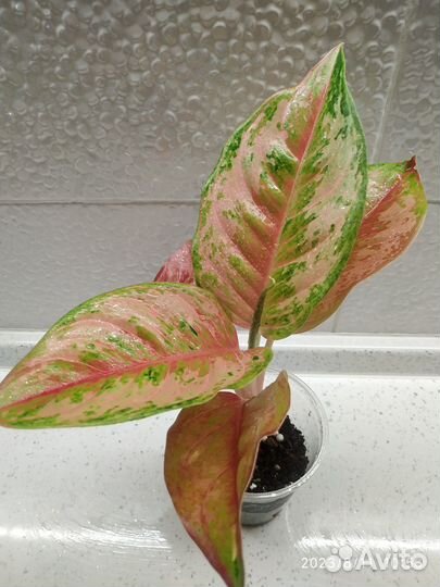 Аглаонема Prakay Petch