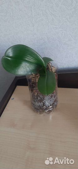 Орхидея фаленопсис