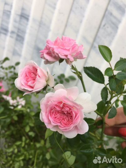 Старинная английская Роза