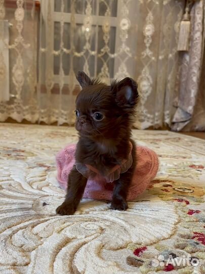 Девочка миничка