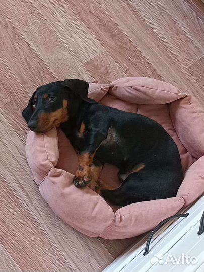 Щенок таксы в добрые руки