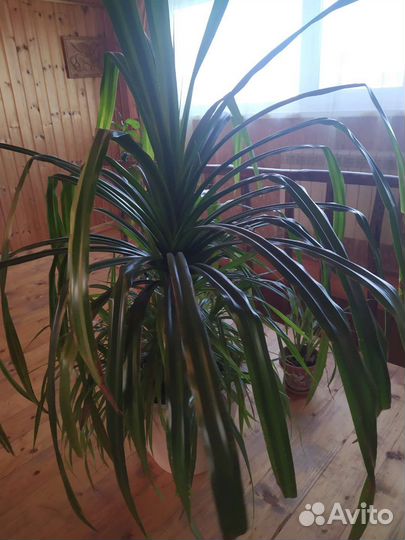 Цветок Панданус