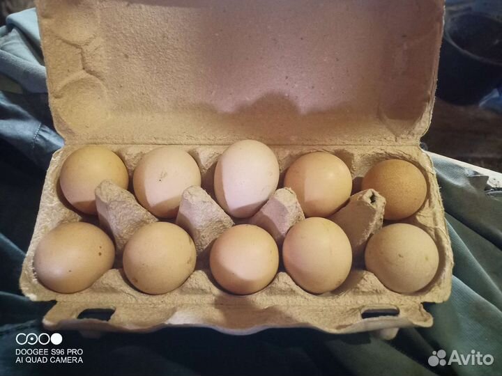 Яйца перепелиные и куриные