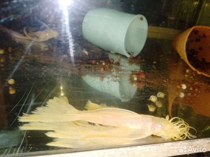 Анциструс вуалевый