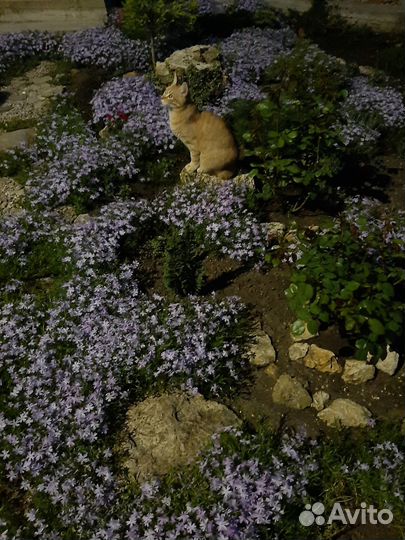 Флокс шиловидный (почвопокровный)