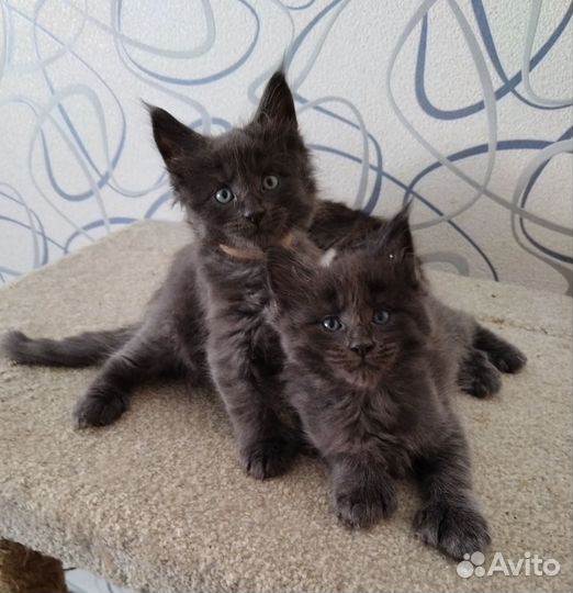 Котята мейн-кун