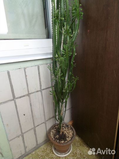 Продам цветы домашние