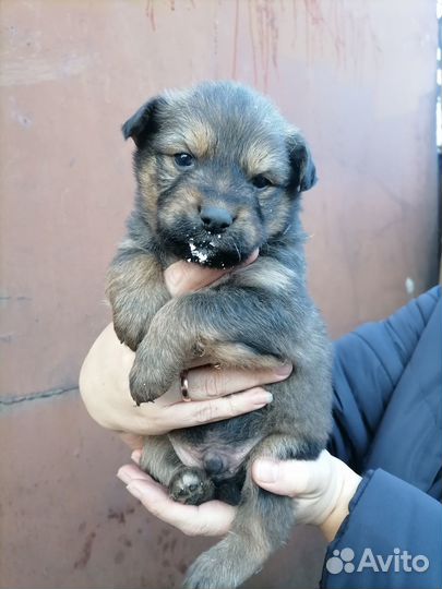 Отдам щенка в добрые руки