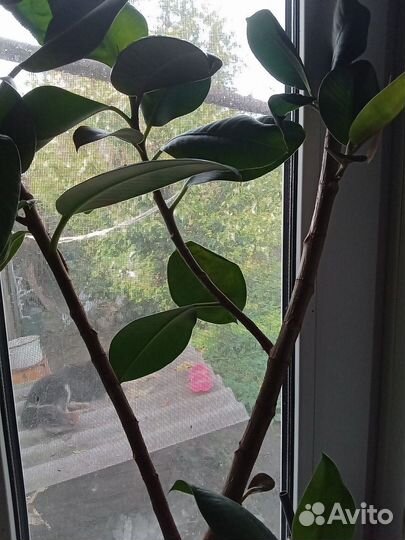 Фикус каучуконосный большой