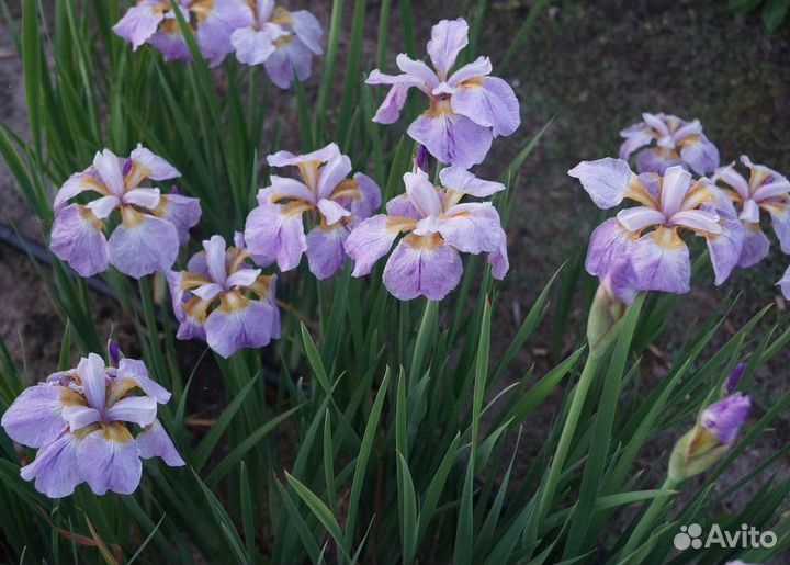 Рикуди Сакура-ирис гибридный