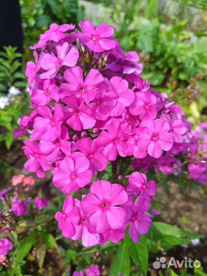 Флоксы, разные сорта